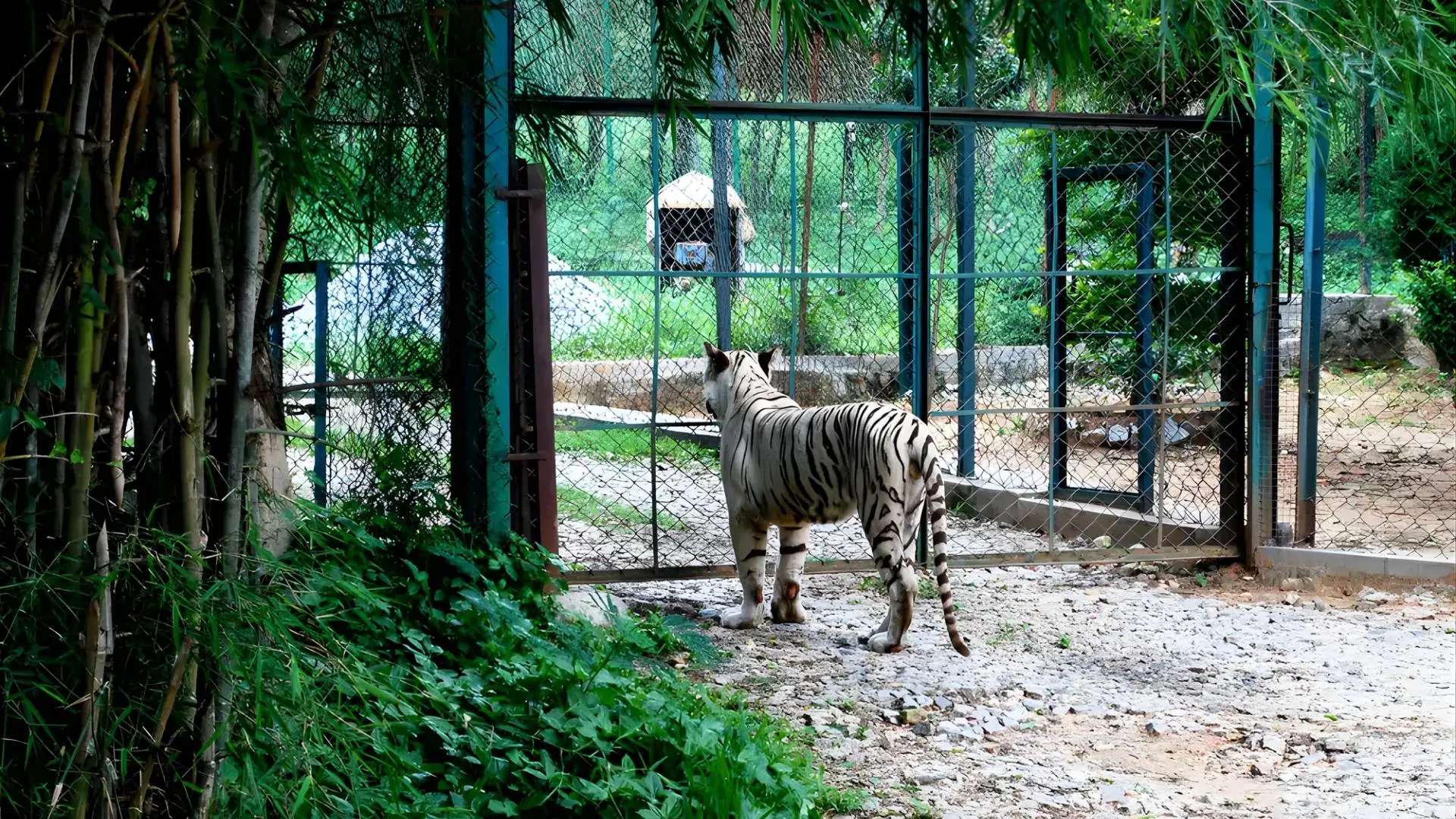 Bannerghatta National Park